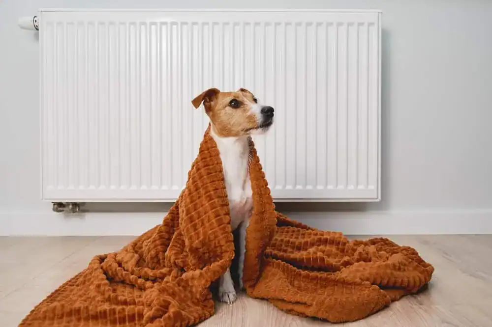 dog wrapped in blanket near heater